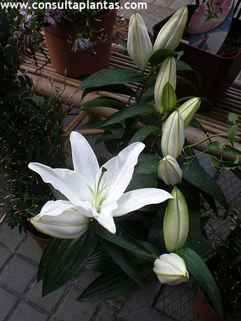 Lilium orientalis o Azucena | Cuidados