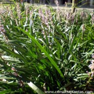 Liriope spicata