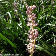 Liriope spicata