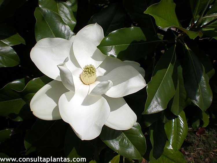 Magnolia grandiflora o Magnolio | Cuidados
