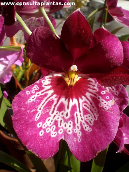 Miltoniopsis u Orquídea pensamiento | Cuidados