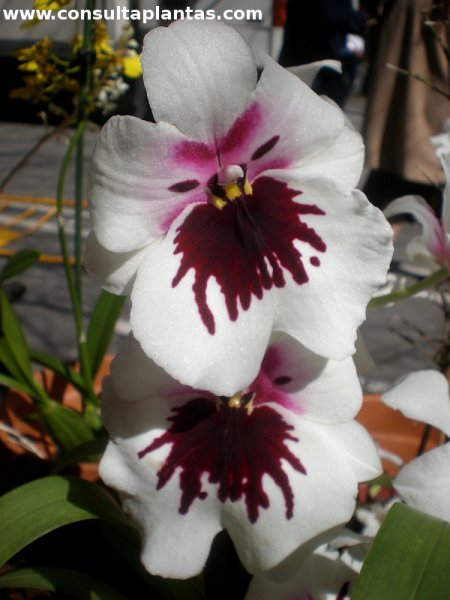 Miltoniopsis u Orquídea pensamiento | Cuidados