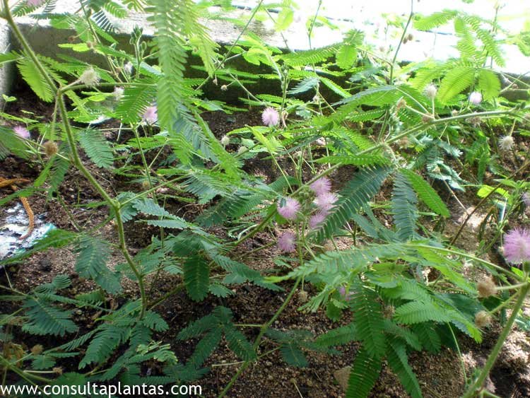 Mimosa pudica o Mimosa sensitiva | Cuidados
