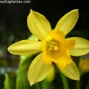 Narcissus Cheerfulness