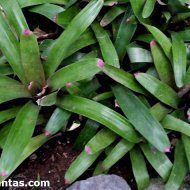 Neoregelia spectabilis