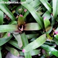 Neoregelia spectabilis