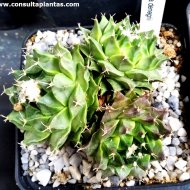 Obregonia denegrii