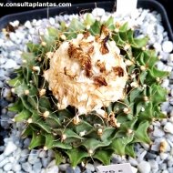 Obregonia denegrii
