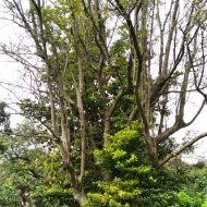 Ocotea foetens