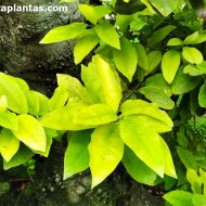 Ocotea foetens