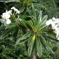 Pachypodium ambongense