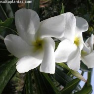 Pachypodium ambongense