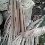 Pandanus utilis