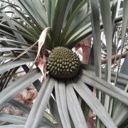 Pandanus utilis