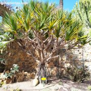 Pandanus utilis