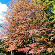 Parrotia persica