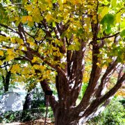 Parrotia persica