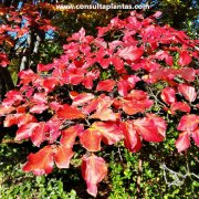 Parrotia persica