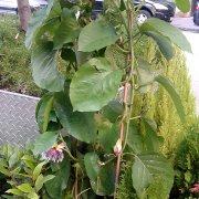 Passiflora x decaisneana