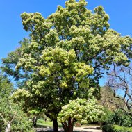 Photinia nussia