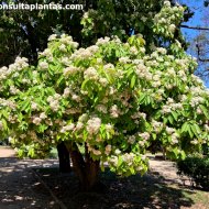 Photinia nussia