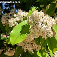 Photinia nussia