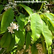 Photinia nussia