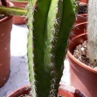 Polaskia chichipe
