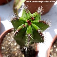 Polaskia chichipe