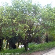 Poncirus trifoliata