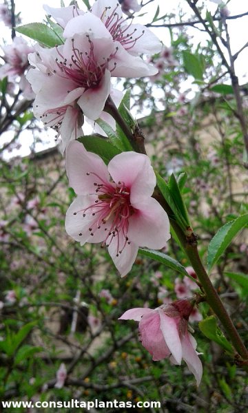 Prunus persica or Peach | Care and Growing