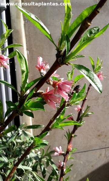 Prunus persica, Melocotonero o Durazno | Cuidados