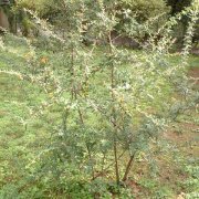 Pyracantha angustifolia