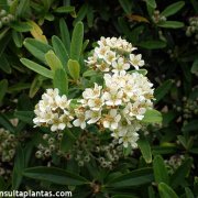Pyracantha angustifolia