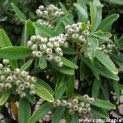 Pyracantha angustifolia