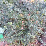 Pyracantha angustifolia