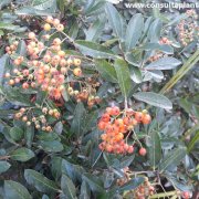 Pyracantha angustifolia