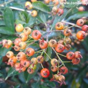 Pyracantha angustifolia
