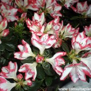 Rhododendron indicum