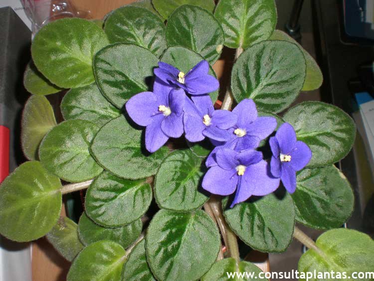 Saintpaulia ionantha o Violeta africana | Cuidados