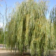 Salix baylonica