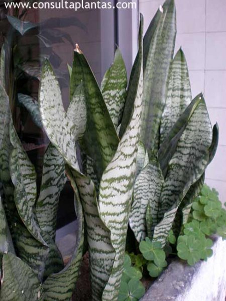 Sansevieria Trifasciata O Espada De San Jorge Cuidados