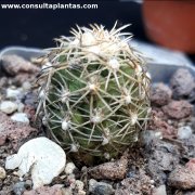 Sclerocactus mesa-verdae