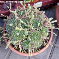 Sempervivum arachnoideum