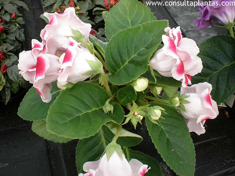 Sinningia speciosa or Florist's gloxinia | Care and Growing