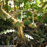 Solanum pyracanthum