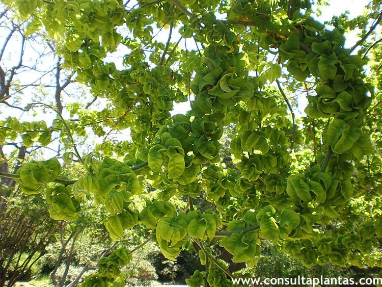 Sophora japonica, Sófora o Acacia del Japón Cuidados — free download