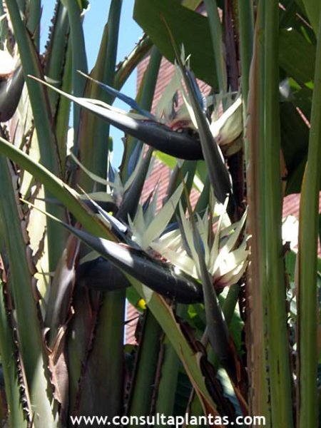 Strelitzia alba o Estrelicia blanca | Cuidados