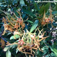 Strophanthus speciosus