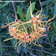 Strophanthus speciosus
